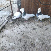 طوقی و سینه ای