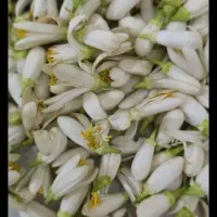 عرق بهار نارنج بطری یک ونیم لیتری ۲۵۰۰۰۰