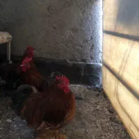 خروس کوشین ومرغ و خروس لاری اصیل|حیوانات مزرعه|مشهد, طلاب|دیوار