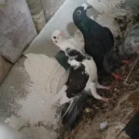 پرشی