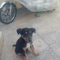 دو قلاده سگ میکس دوبرمن و هاسکی