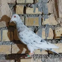 سرور ماده|پرنده|مبارکه, |دیوار