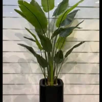 ویزیت گلهای آپارتمانی در منزل