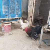 ابریشمی و خروس کوشین|حیوانات مزرعه|مشهد, امیر المومنین|دیوار