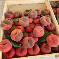 نمایندگی رسمی نهال میوه در غرب نهال|خدمات باغبانی و درختکاری|بروجرد, |دیوار