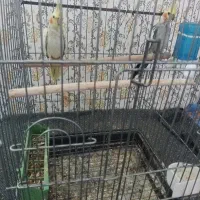 قناری وعروس هلندی