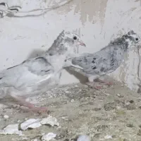 دوتا جوجه سار کاکلی