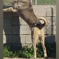 واگزاری نر پژدر|سگ|رودشت (اصفهان), |دیوار