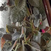 گُل اپیشیا|گل و گیاه طبیعی|کرمانشاه, |دیوار