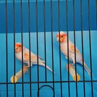 قناری موزاییکی سرخ و زرد