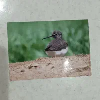 دوربین کنون SX50|دوربین عکاسی و فیلم‌برداری|یزد, |دیوار