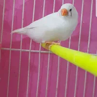 تعدادی فنچ بالغ و جوجه به فروش میرسد|پرنده|مشهد, سمزقند|دیوار