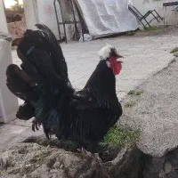 خروس لهستانی سالم و کاملا بالغ