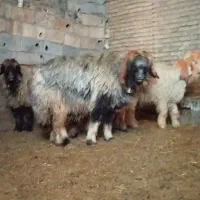میش و بره قوچ بختیاری ترکی....شهرکرد میباشد
