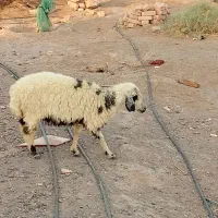 یک عدد میش معاوضه با ضایعات خرما|حیوانات مزرعه|دلگان, |دیوار
