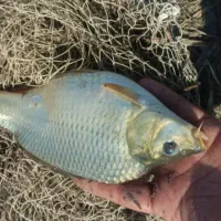 بچه ماهی قزلآلا کپورطلایی|ماهی|آمل, |دیوار