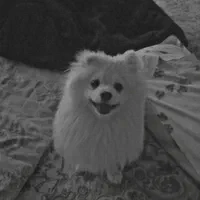 سگ پامر نر 8 ماهه
