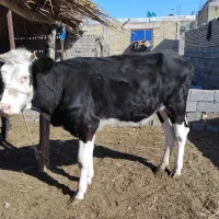 شادگان خنافر خروسی حدبه شمالی