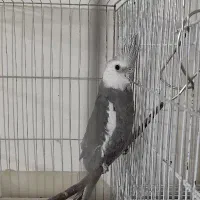 عروس هلندی دستی