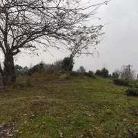 فروش باغ چای (منطقه املش)|فروش زمین و ملک کلنگی|املش, |دیوار