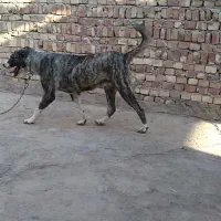 مادا افغان خالص