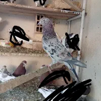 کفتر سرور|پرنده|آران و بیدگل, |دیوار