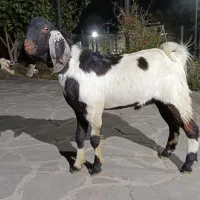 نر بز پاکستانی دوقلو زا|حیوانات مزرعه|پاکدشت, پاکدشت (مامازند)|دیوار