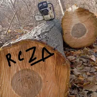 خریدار انواع چوب و درخت وتیرسقفی