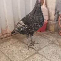 بوقلمون سرحال