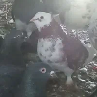 3000000|حیوانات مزرعه|کهنوج, |دیوار