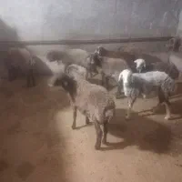 ۸عدد برماده