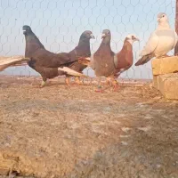 ۶عدد کفتر هوای نر|پرنده|تربت‌حیدریه, مورشک|دیوار