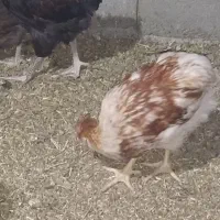 جوجه نیمچه۴ماهه