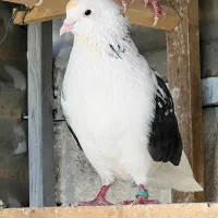 کفتر پرشی