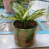 گل اگنما برفی|گل و گیاه طبیعی|اسدآباد, |دیوار