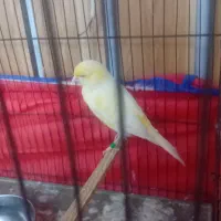 ماده قناری رسمی بلند نژادار