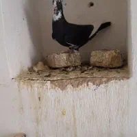 ماده سیاه پلنگ کوسه رگ ریشه دارزمانتی(کفتر