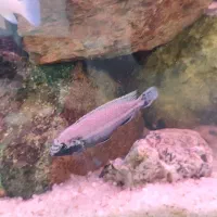 ماهی ماکرو و کله دلفینی