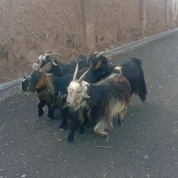 چهار تا بز با بیگ روزگاری اصلی