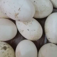 تخم غاز تازه