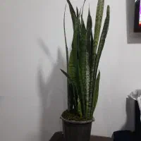 سانسوریا|گل و گیاه طبیعی|قوچان, |دیوار