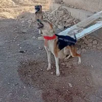 واگذاری سگ نگهبان|سگ|برخوار, |دیوار