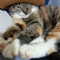 گربه پلنگی خانگی قیمت توافقی|گربه|بجنورد, |دیوار