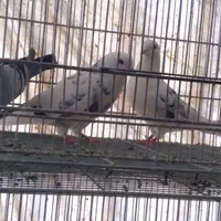 چهار عدد  کفتر تهرونی پرشی|پرنده|اصفهان, مارچین|دیوار
