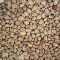 فروش لوبیا چیتی زنجان
