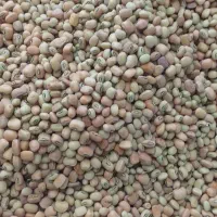 لوبیا محلی تازه