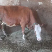 گاو سیمینتال|حیوانات مزرعه|بروجرد, |دیوار