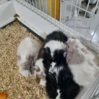 خرگوش لوپ و خوکچه هندی|موش و خرگوش|تربت‌حیدریه, میدان مرکزی|دیوار