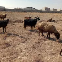 بز کهردار|حیوانات مزرعه|مرودشت, دولت آباد|دیوار