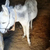 فروش خر الاغ|حیوانات مزرعه|مود, |دیوار